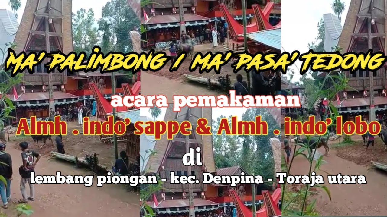 Massinggi' Tedong // oleh Gora - Gora tongkon di lembang piongan // DENPINA