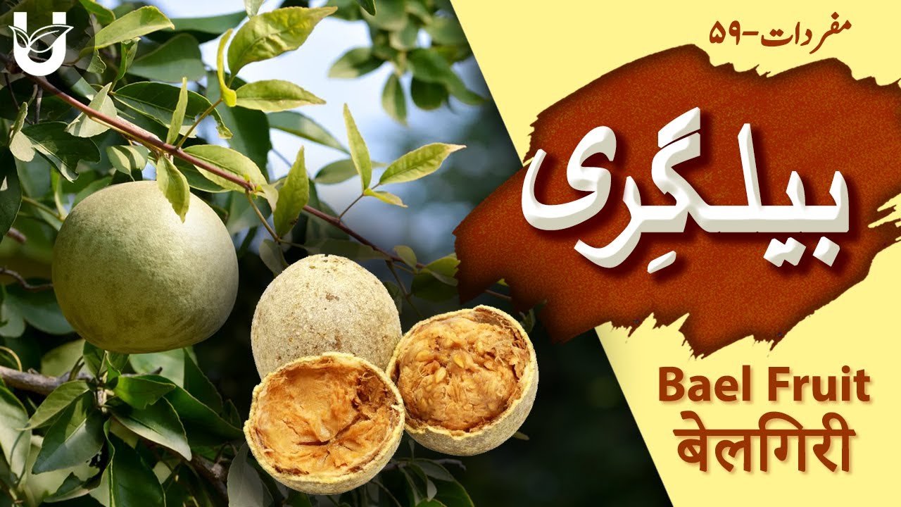 Bel Giri (Bael Fruit) | بیلگری