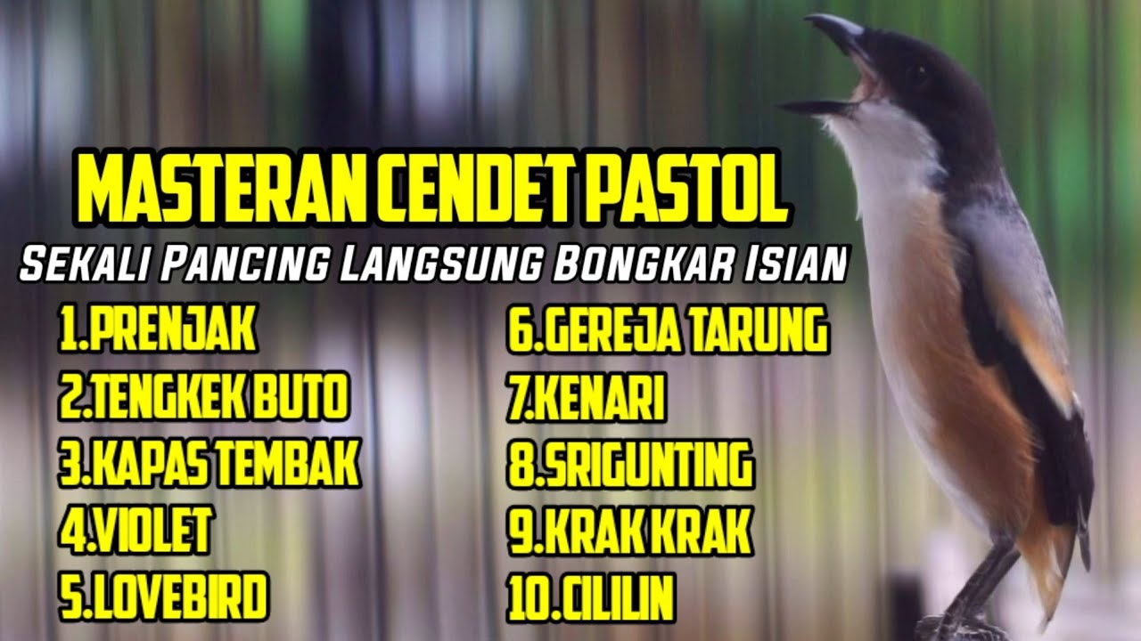 MASTERAN TERBAIK CENDET GACOR FULL MATERI 100% LANGSUNG JUARA