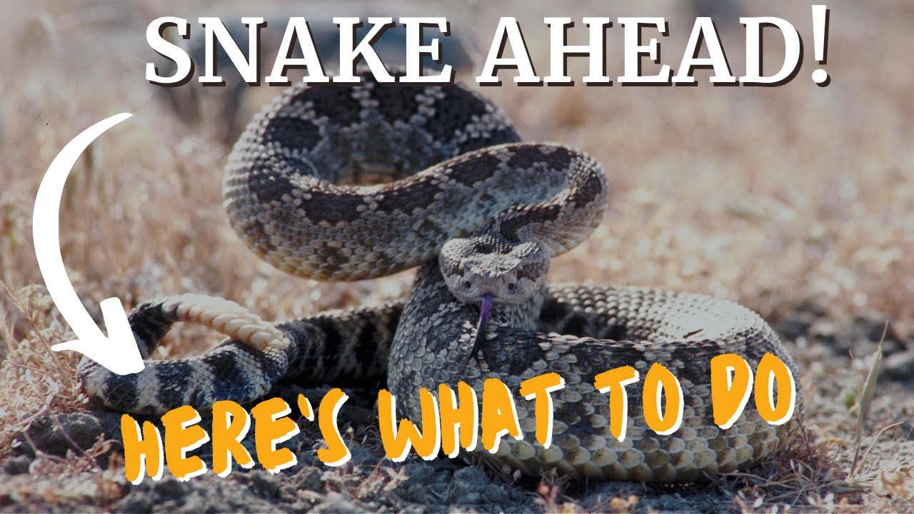 Hiker’s Guide: Surviving a Rattlesnake Encounter