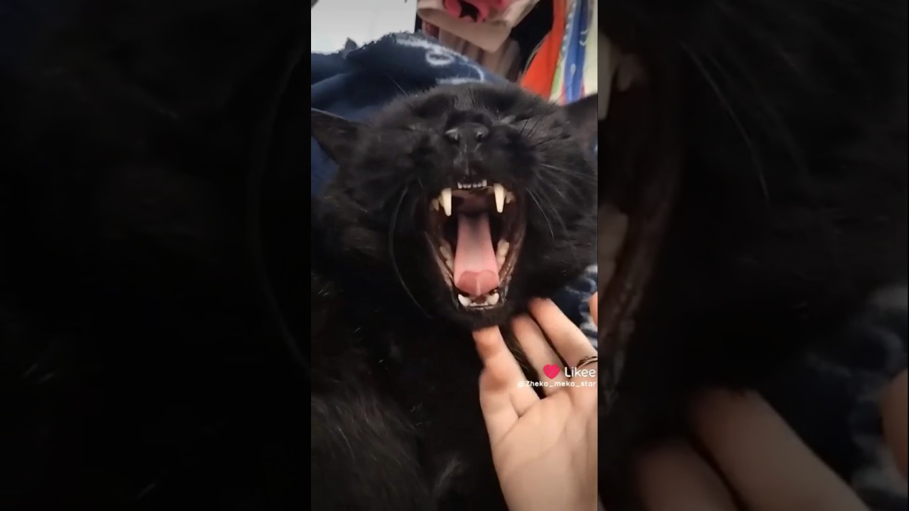 Пухнастий Холл😊#тваринки #cat #котики #cute #love #funny#blackcat #кіт #кітукраїнець#catshorts
