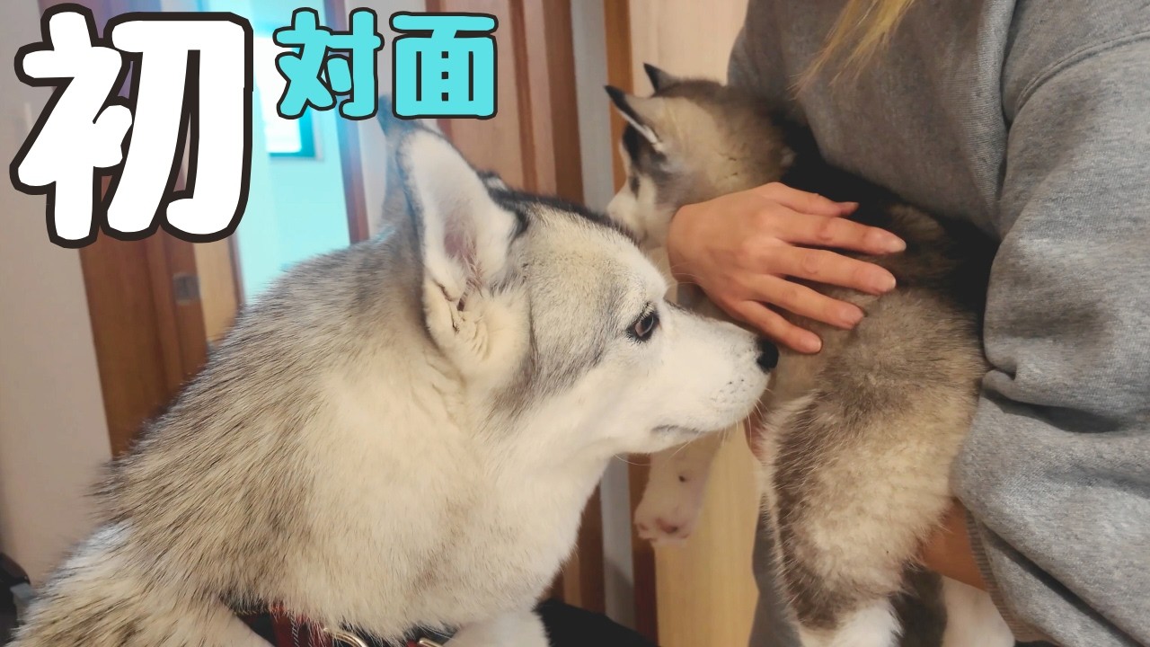 【 初対面 】お迎えした子犬をみた先住犬の反応がこちら！【 ハスキー多頭飼い】