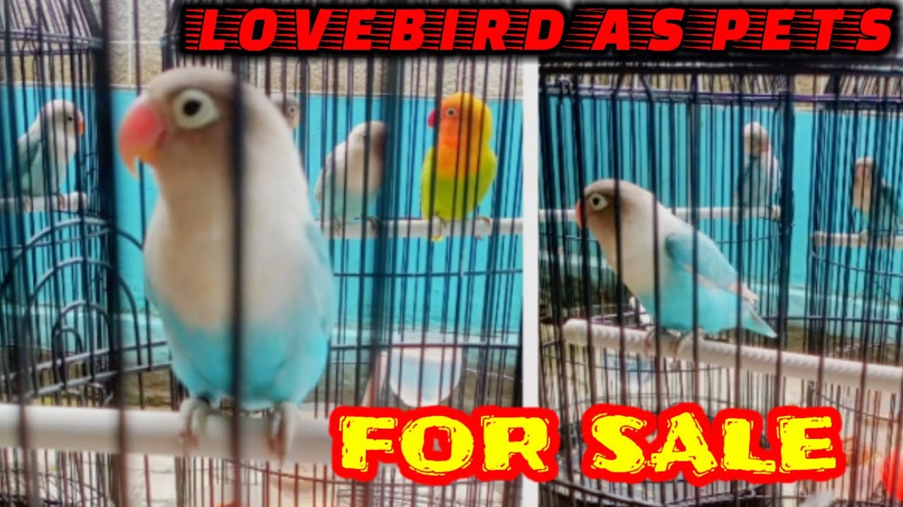 LOVEBIRD AS PETS FOR SALE