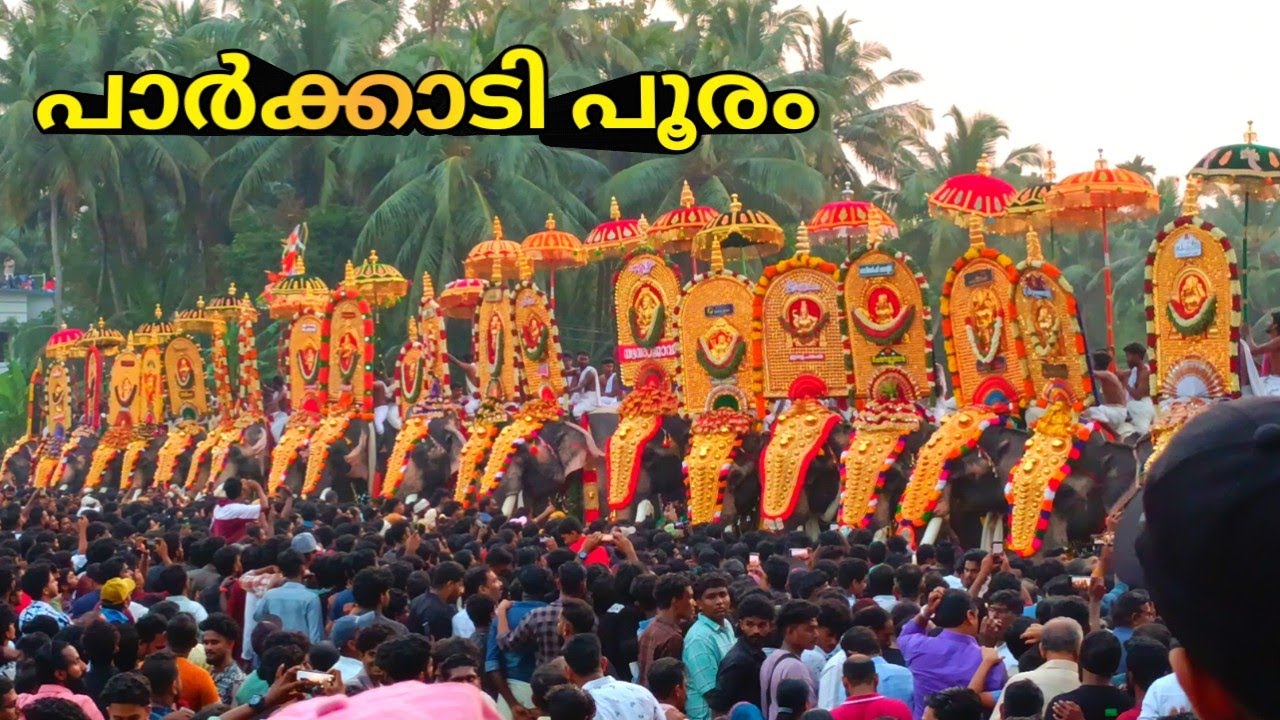 പാർക്കാടി പൂരം 2024 | ഗജവീരന്മാർ അണിനിരന്നപ്പോൾ | Parkkadi Pooram 2024 #elephants #festival