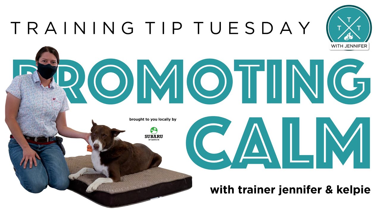 Training Tip Tuesday - Promoting Calm