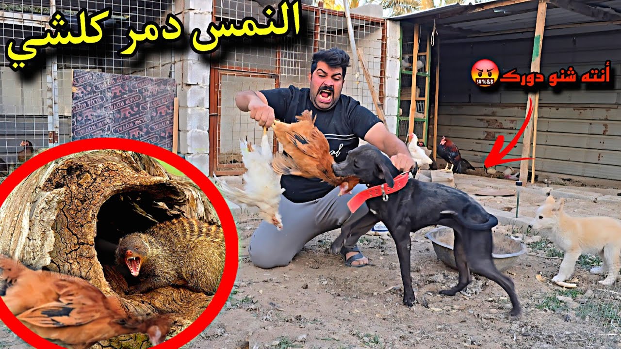 كارثة داخل الحظيرة… شوفوا شنو صار! 😳انتبهوا! النمس رجع من جديد 😨