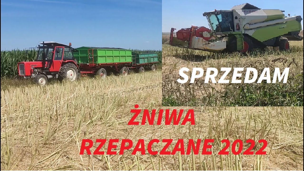 ŻNIWA RZEPACZANE 2022 # URSUS C-360 DOTARTY# CLAAS TUCANO CZEKA NA NOWEGO WŁAŚCICIELA