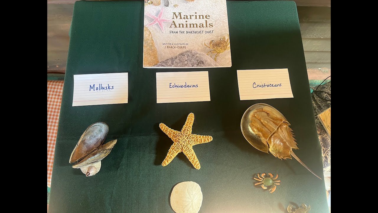 Marine Animal Sort | Mollusks | Echinoderms |Crustaceans | Sorting Activity | Joanne Roach Evans