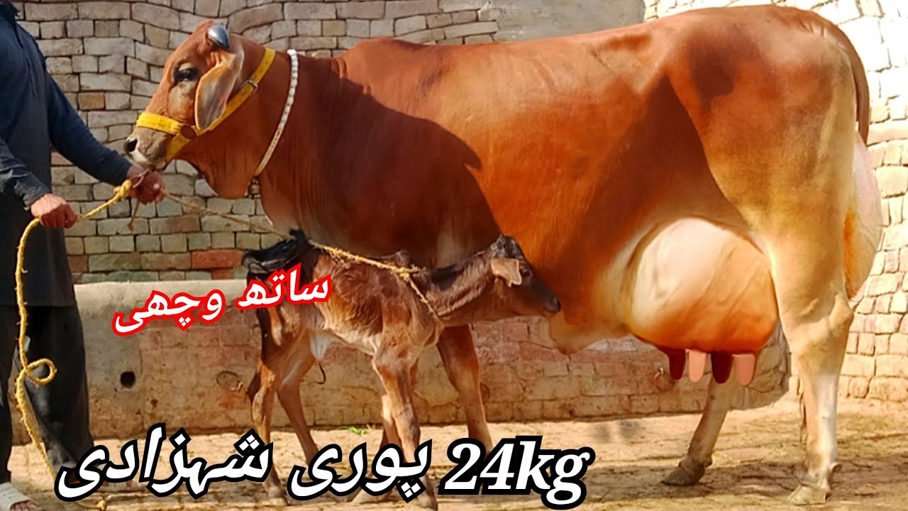 (03027249805)29jan 2026 cholistani jarse cow 🐄 for sale on YouTube 