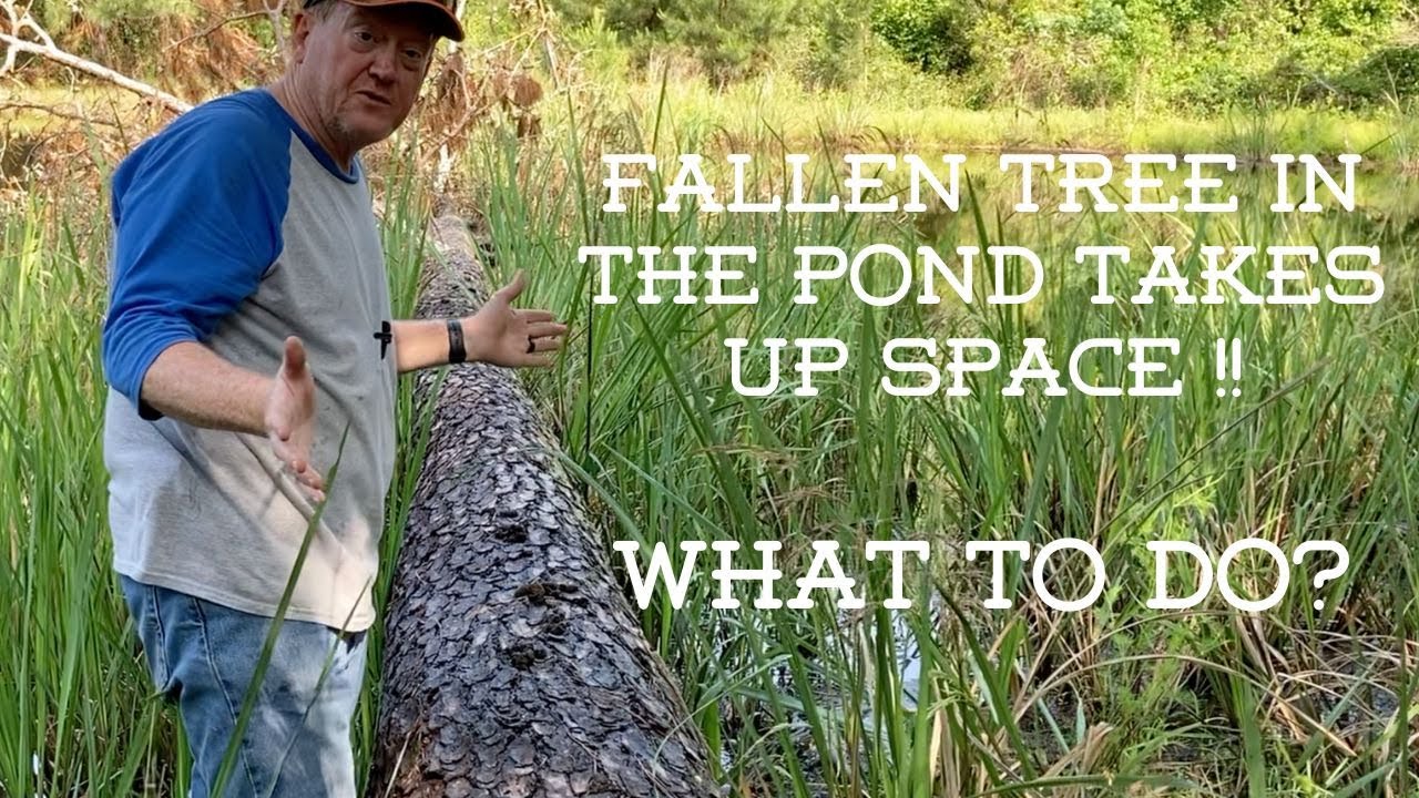 Fallen Tree in Pond needs removal !  What to do?!?!