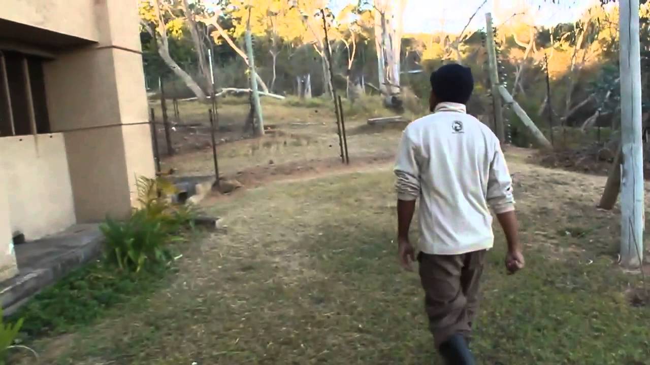 Sizwe letting the chimps out this morning