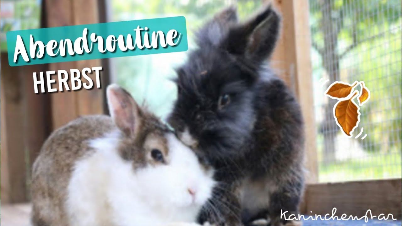 Abendroutine im Herbst 🌒🍁 bei den Kaninchen | Kaninchenstar
