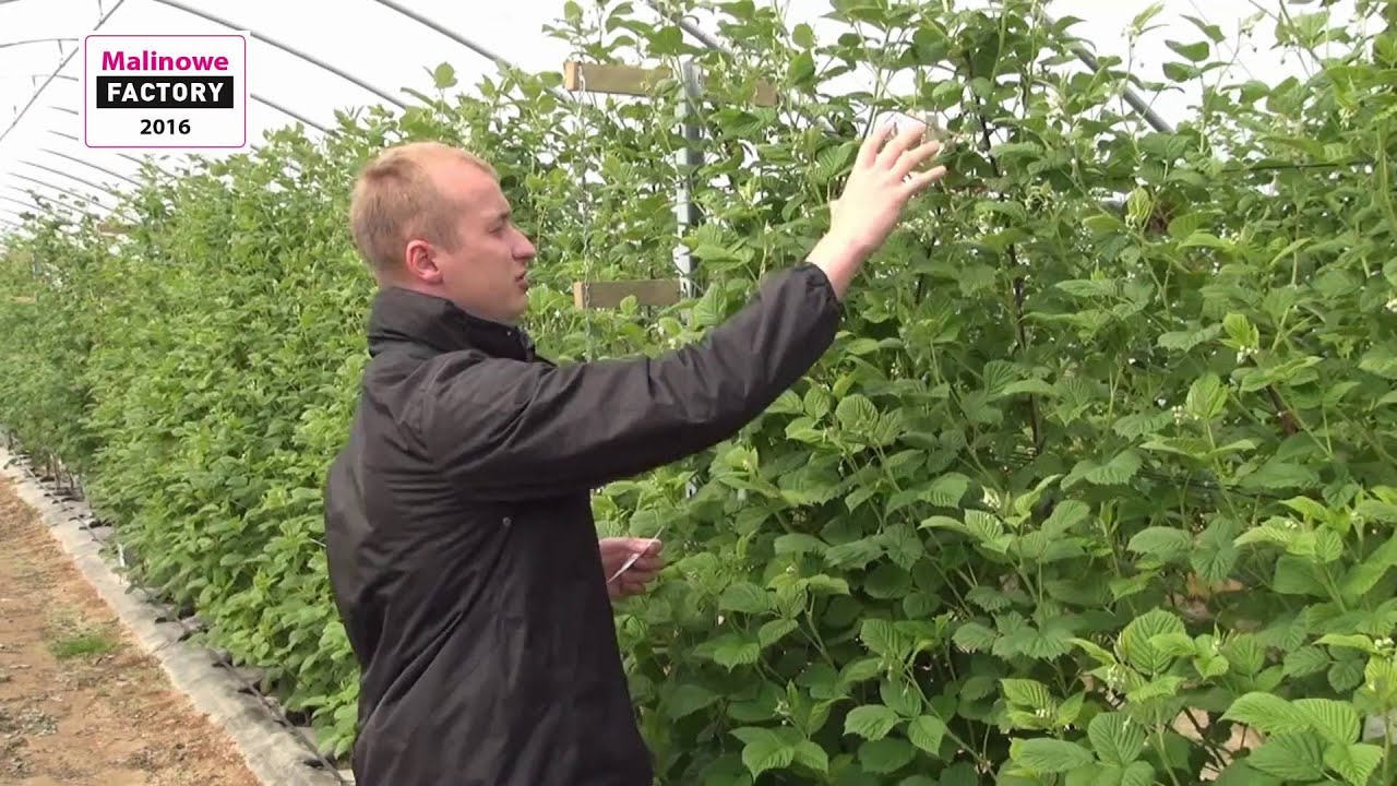 Zasady rozwieszania saszetek z dobroczynkami