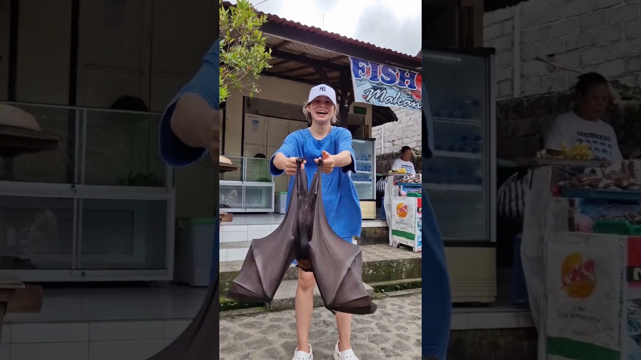 Flying fox Pteropus vampyrus. #bali #flyingfox #shorts