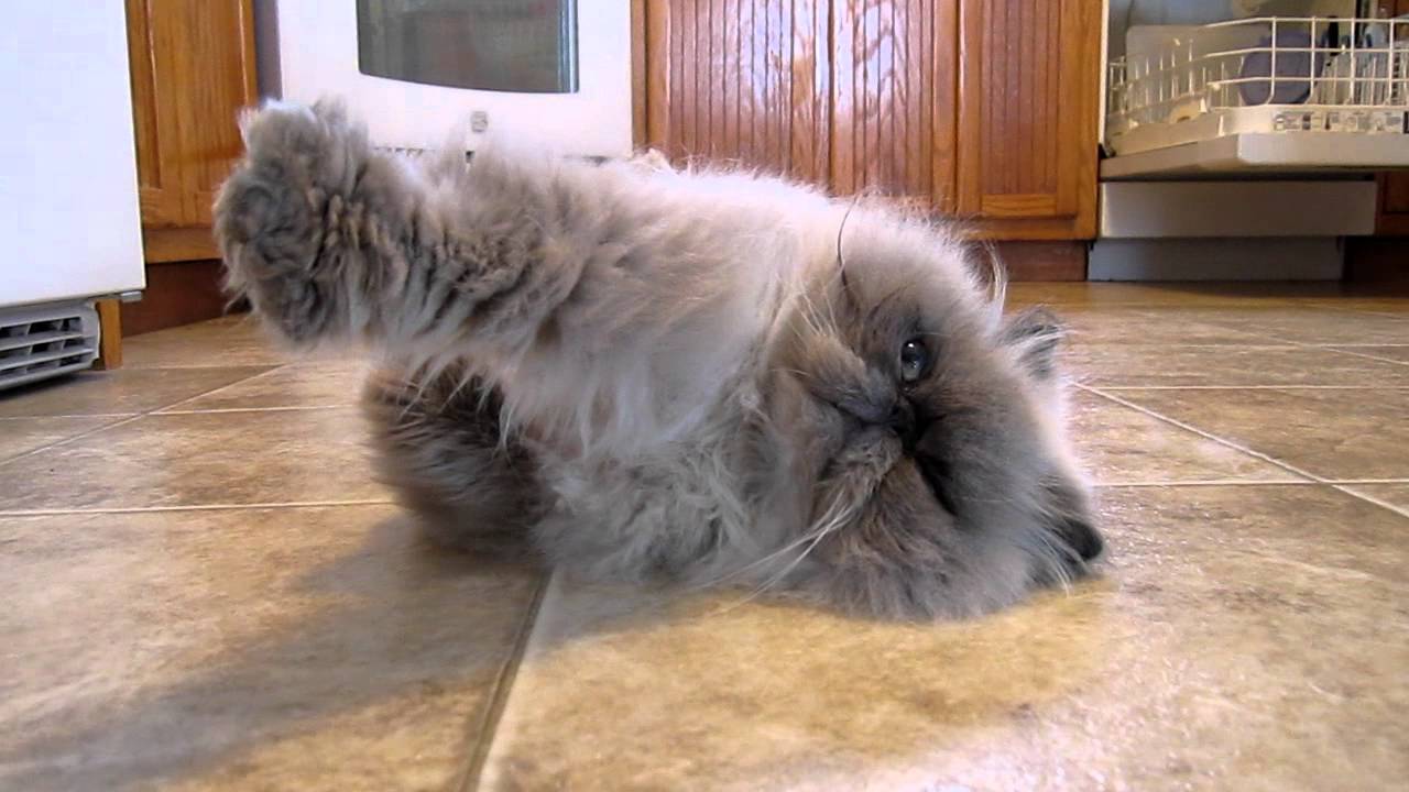 funny himalayan cat