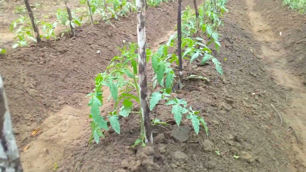 Tomate lampião boa para o inverno .