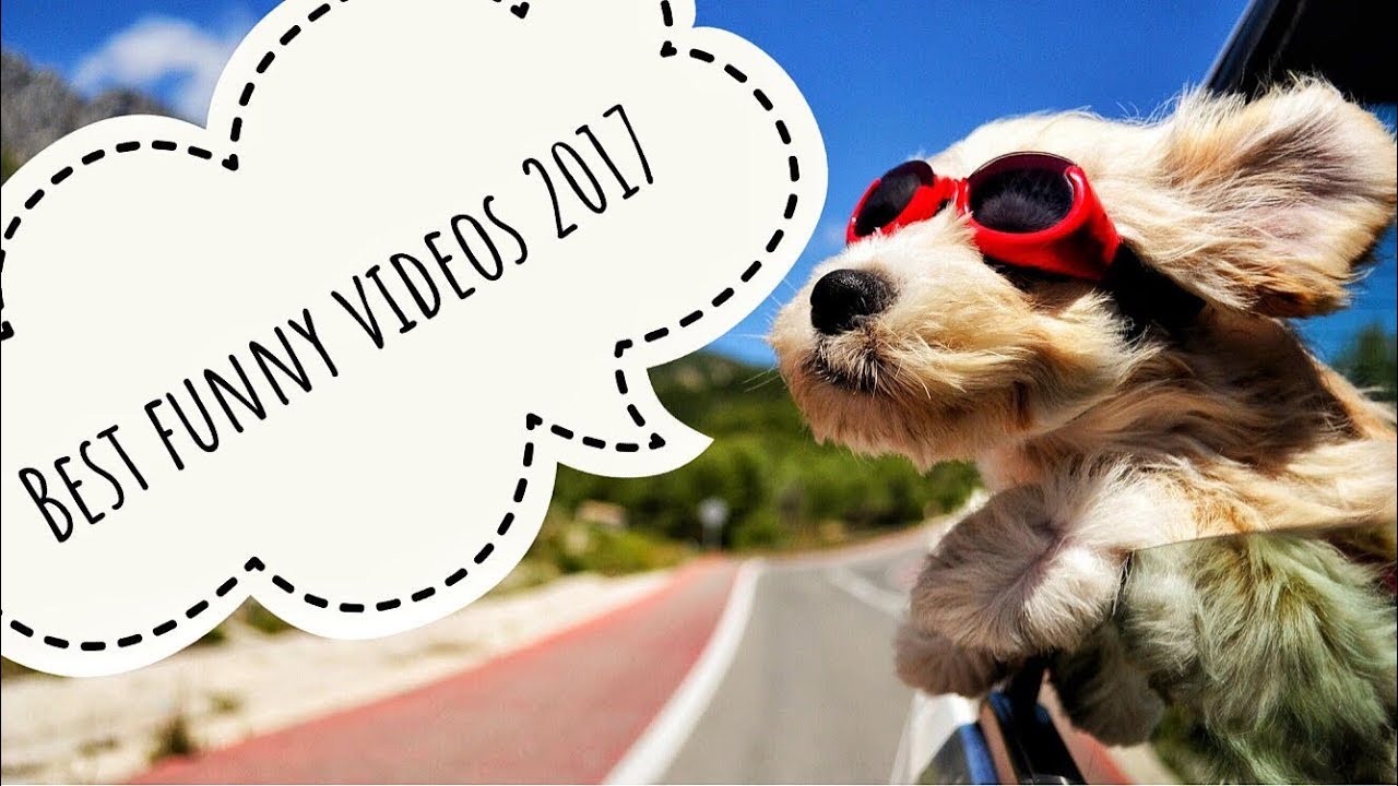 Best Funny Videos 2017. Good music :)