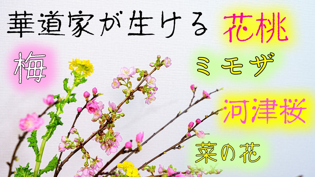 【日本の春を生ける】梅が開花し桜の花が咲く季節、ミモザや菜の花を添える３つの春の生け花│花瓶を使った生け花。