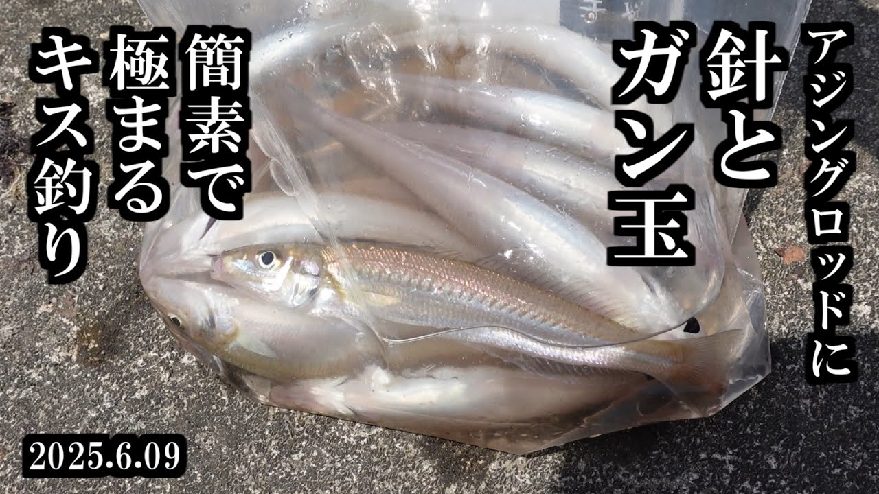 【2025初心者キス釣り】最も簡単なキス釣り。 三陸つりしとがんせ　vol 89