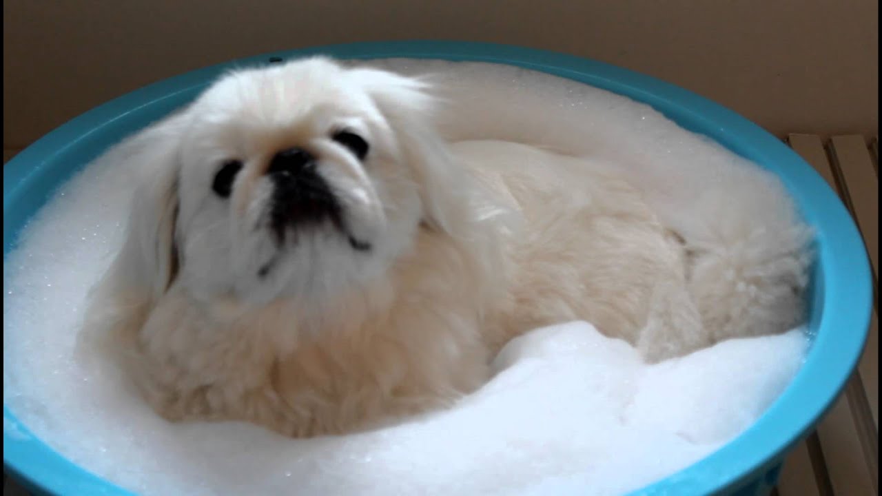 ペキニーズの「あ～いい湯だなぁ～」