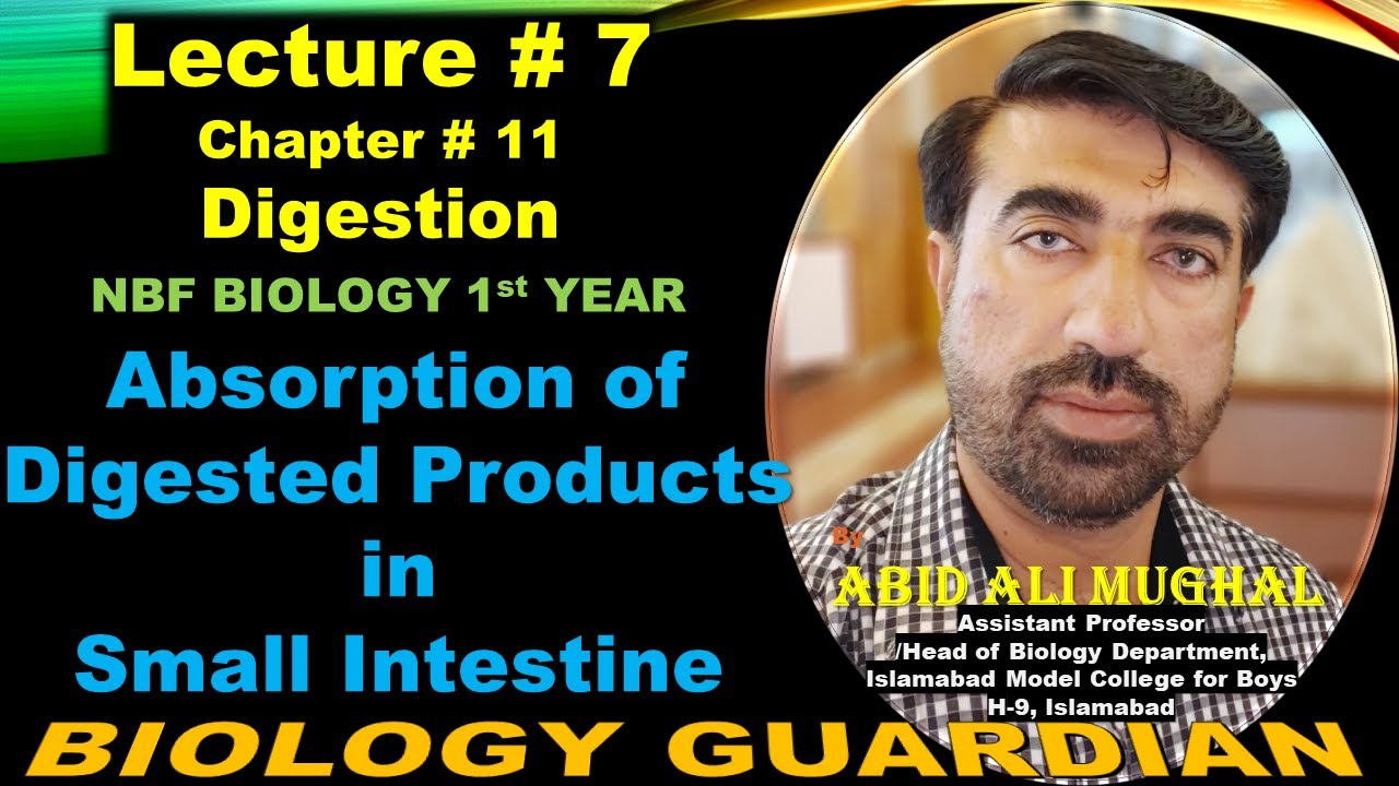 Absorption of Digested Products in Small Intestine | Lecture 7 Ch 11 NBF Biology-11