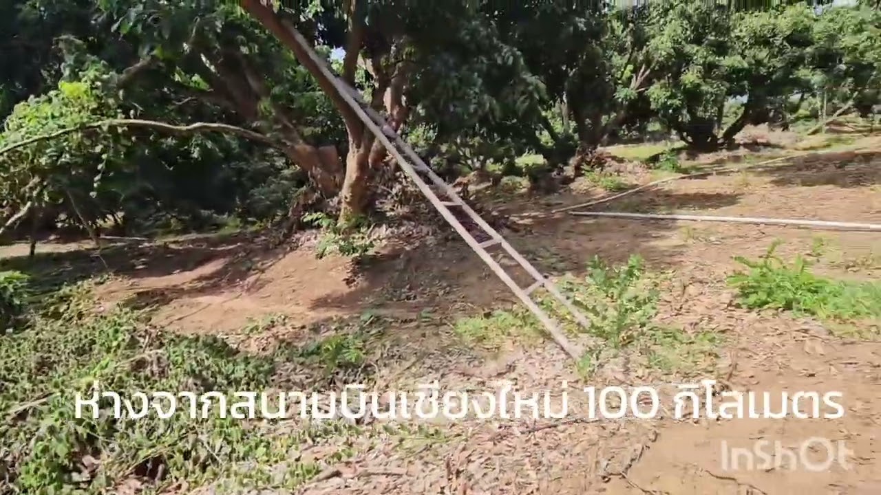 Ep.66 ขายสวนลำไยใกล้ชิดแหล่งนกยูงธรรมชาติ