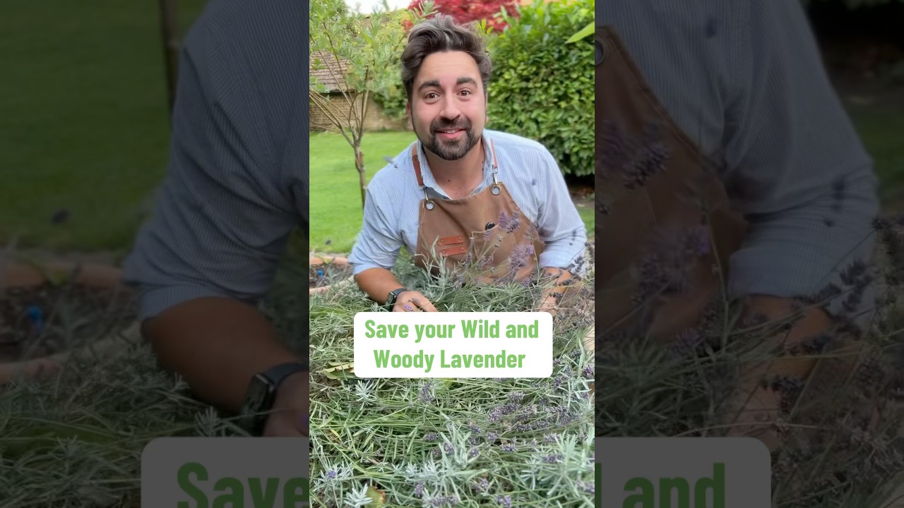 How to save your wild and woody Lavender 