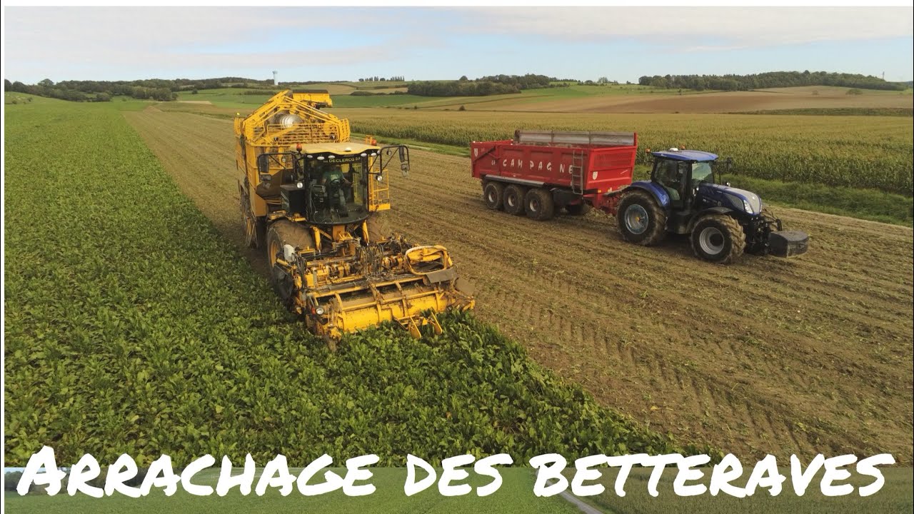 Arrachage des betteraves 2023