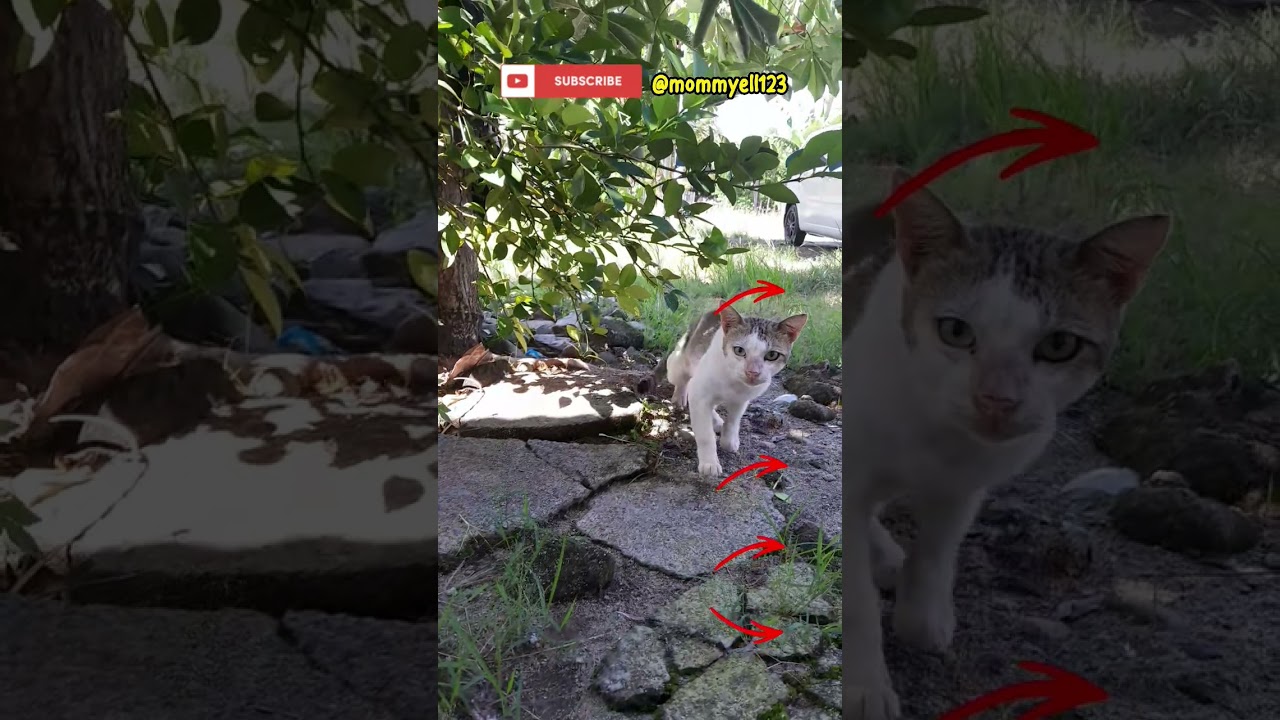 Shy Stray Cat in the Garden 🌸 | So Gentle 