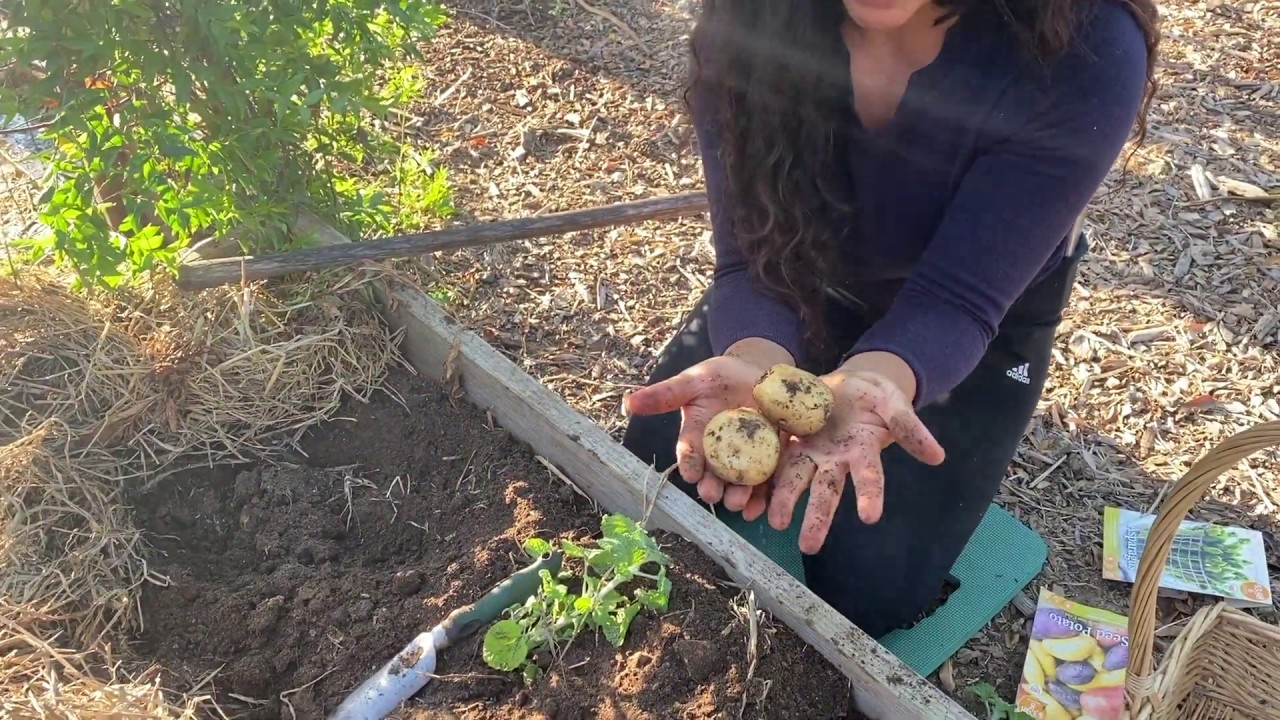 Cosecha De Papas Estilo Ruth Stout.