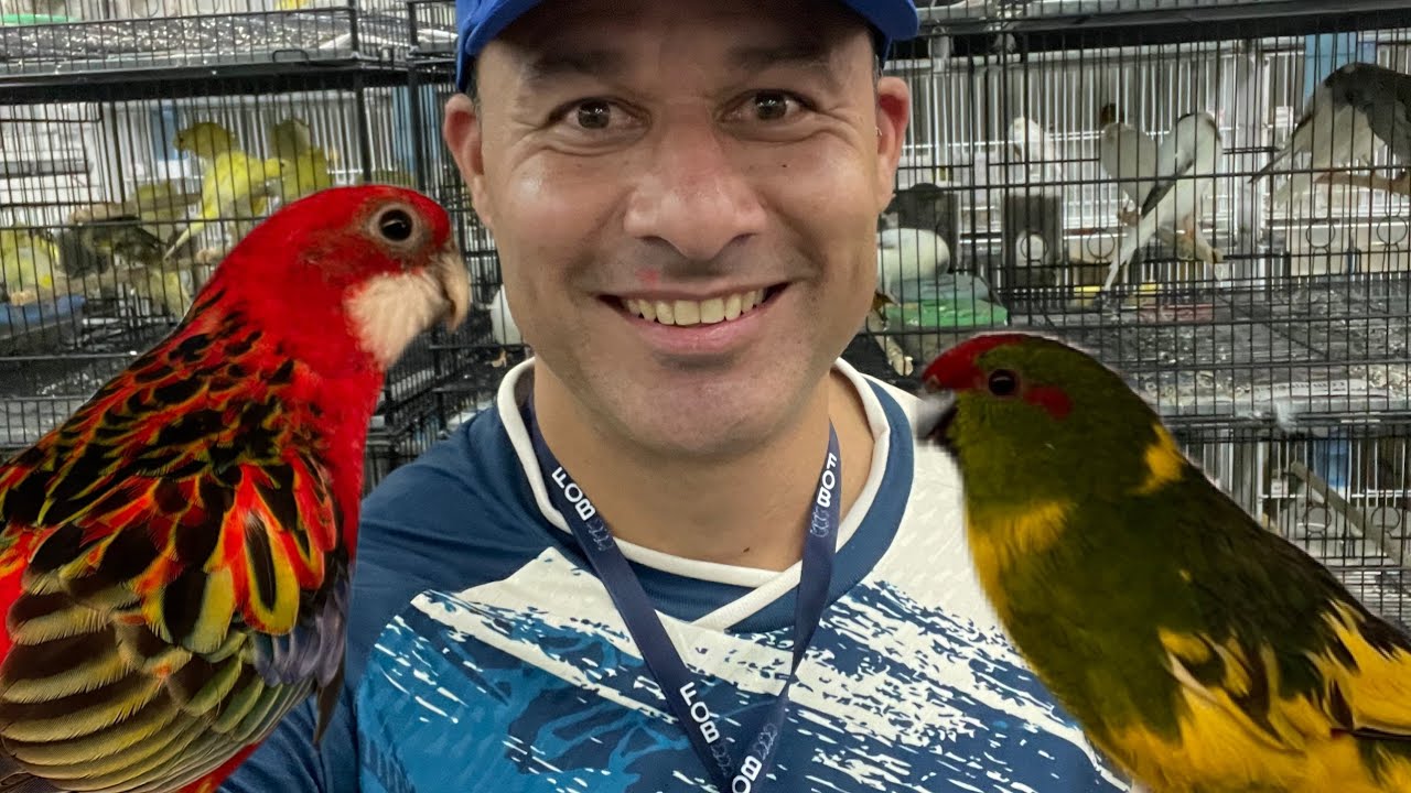 AVES diferentes aqui no Campeonato Brasileiro FOB