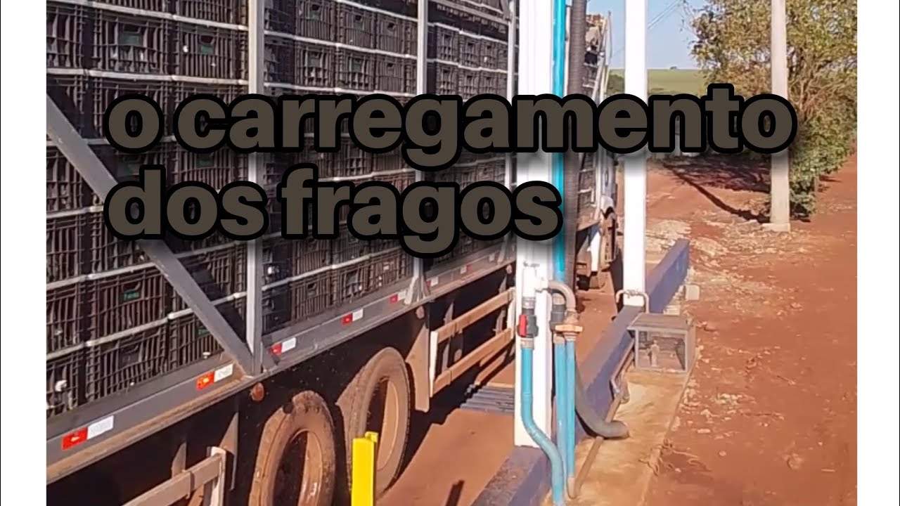 Carregamento de frango 🐔 ( granja e prosa)