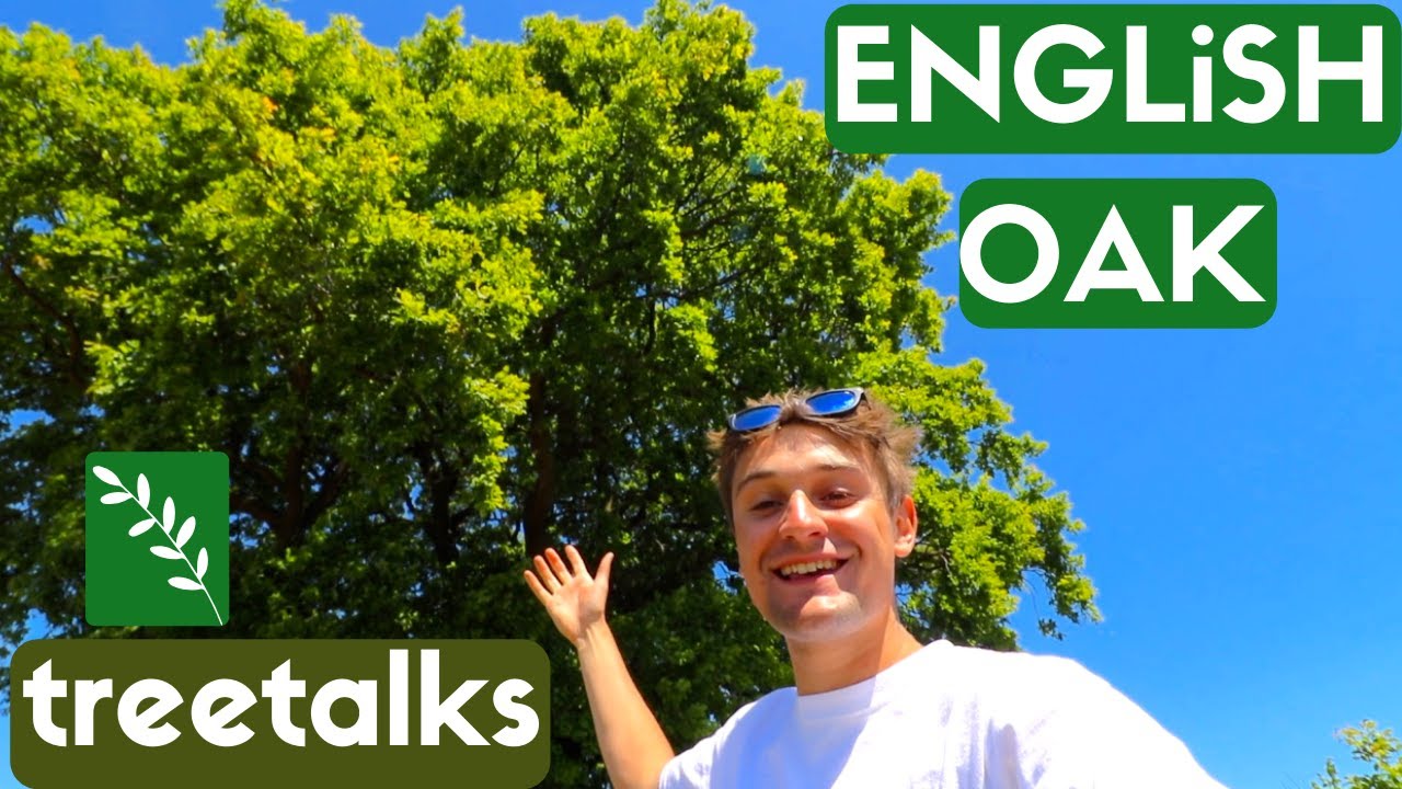 English Oak Tree - Facts & Identification
