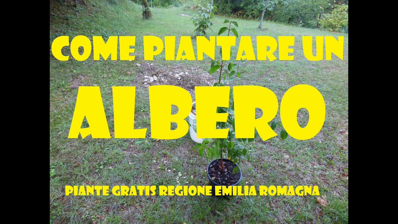 Come piantare un albero Piante Gratis Regione Emilia Romagna Il Corniolo di Harry Potter