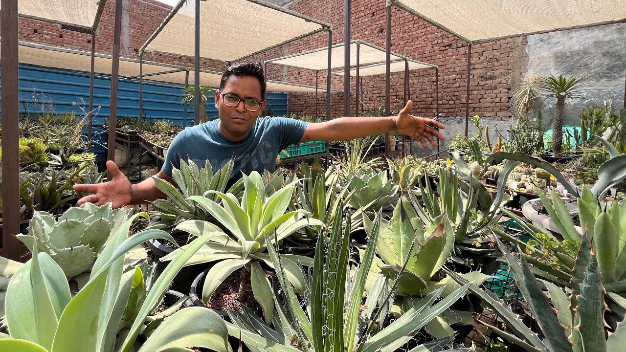 पौधे मरने के ये कारण आपको कोई नहीं बताएगा 🪴🌵😲