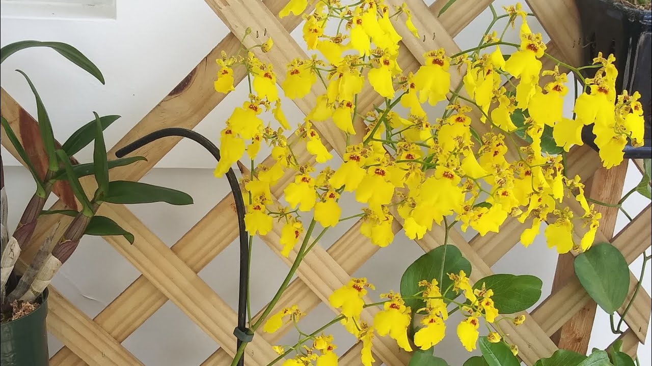 Lluvia de oro en mi jardín de Orquideas.🤗Oncidium la importancia de la (Buena Iluminación)🌾🌾🌾