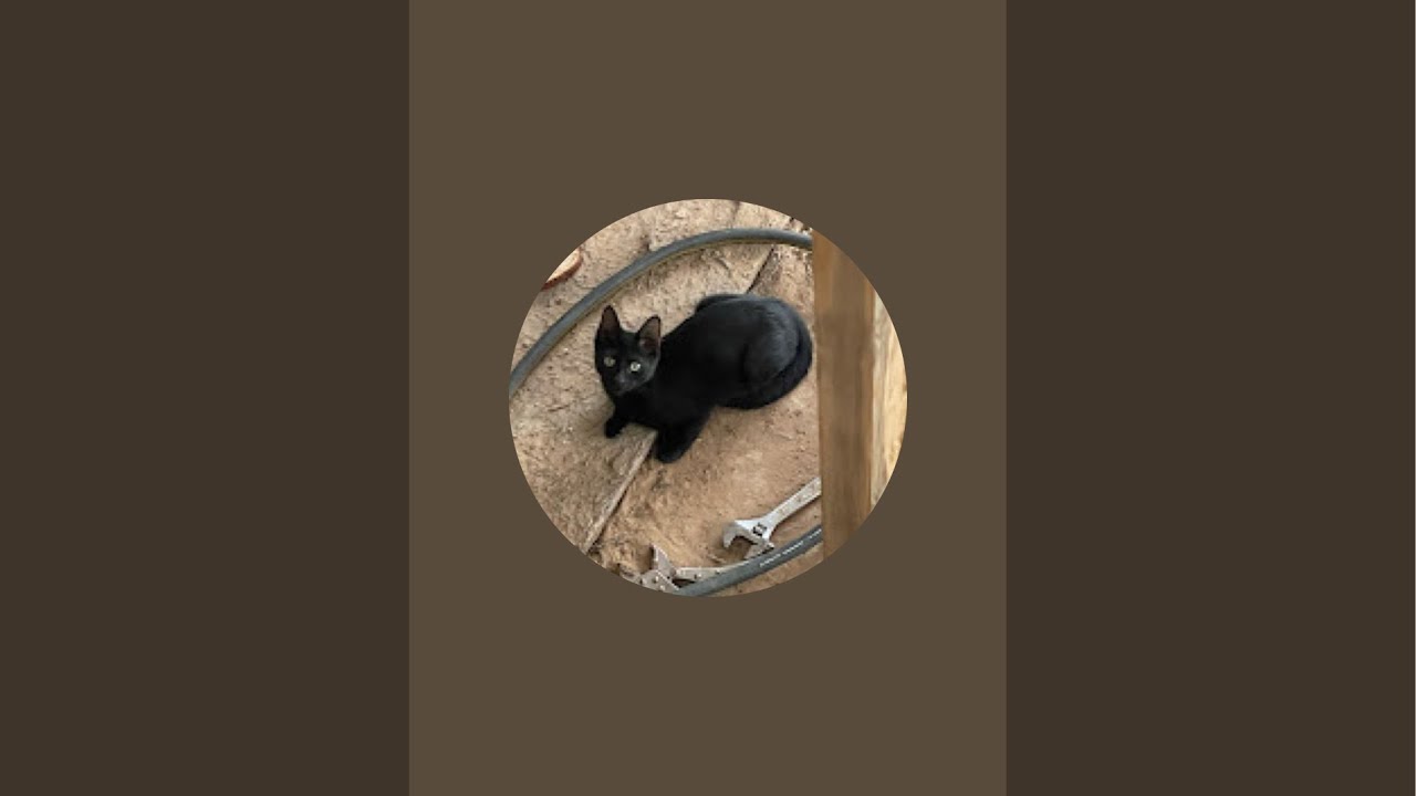 Stray cat  is live!