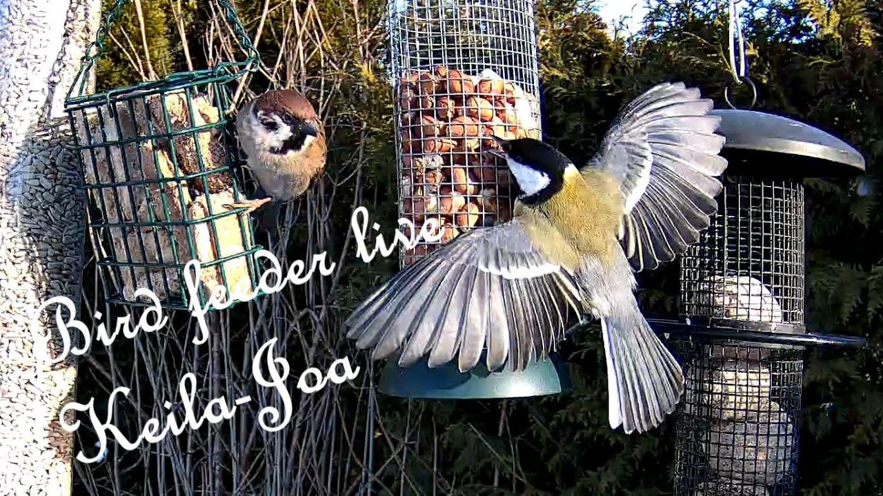 Bird feeder/nest box LIVE. Keila-Joa, Estonia
