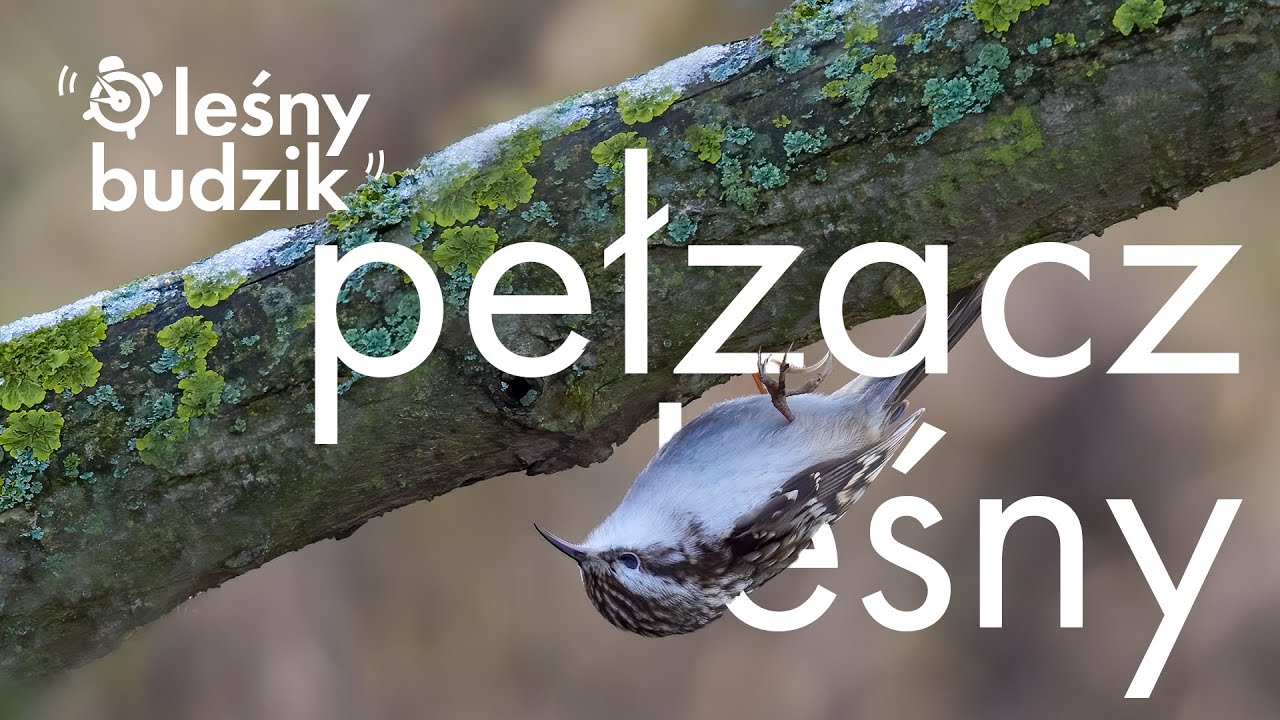 Leśny budzik - Pełzacz leśny