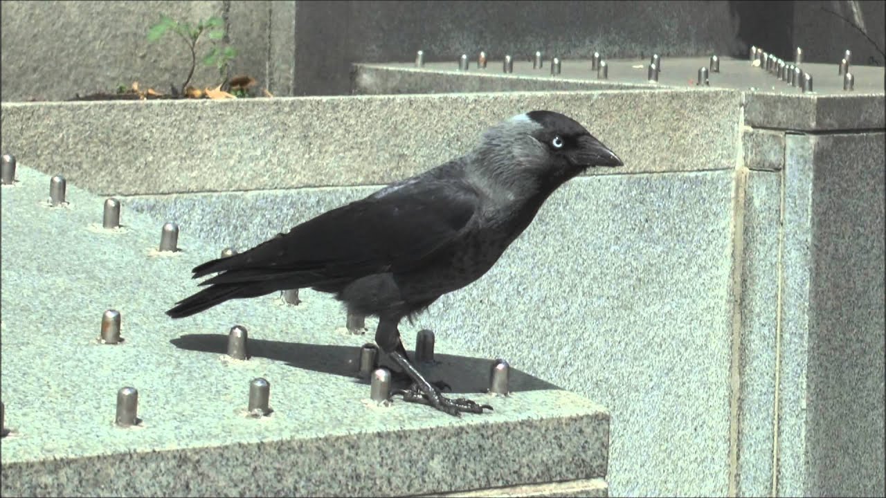 Jackdaw Corvus monedula on a London street