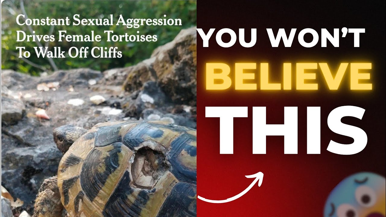When Male Tortoises Are So Relentless… Females Walk Off Cliffs To Escape