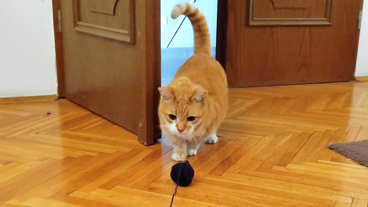 Cats Having Fun With Ball of Wool