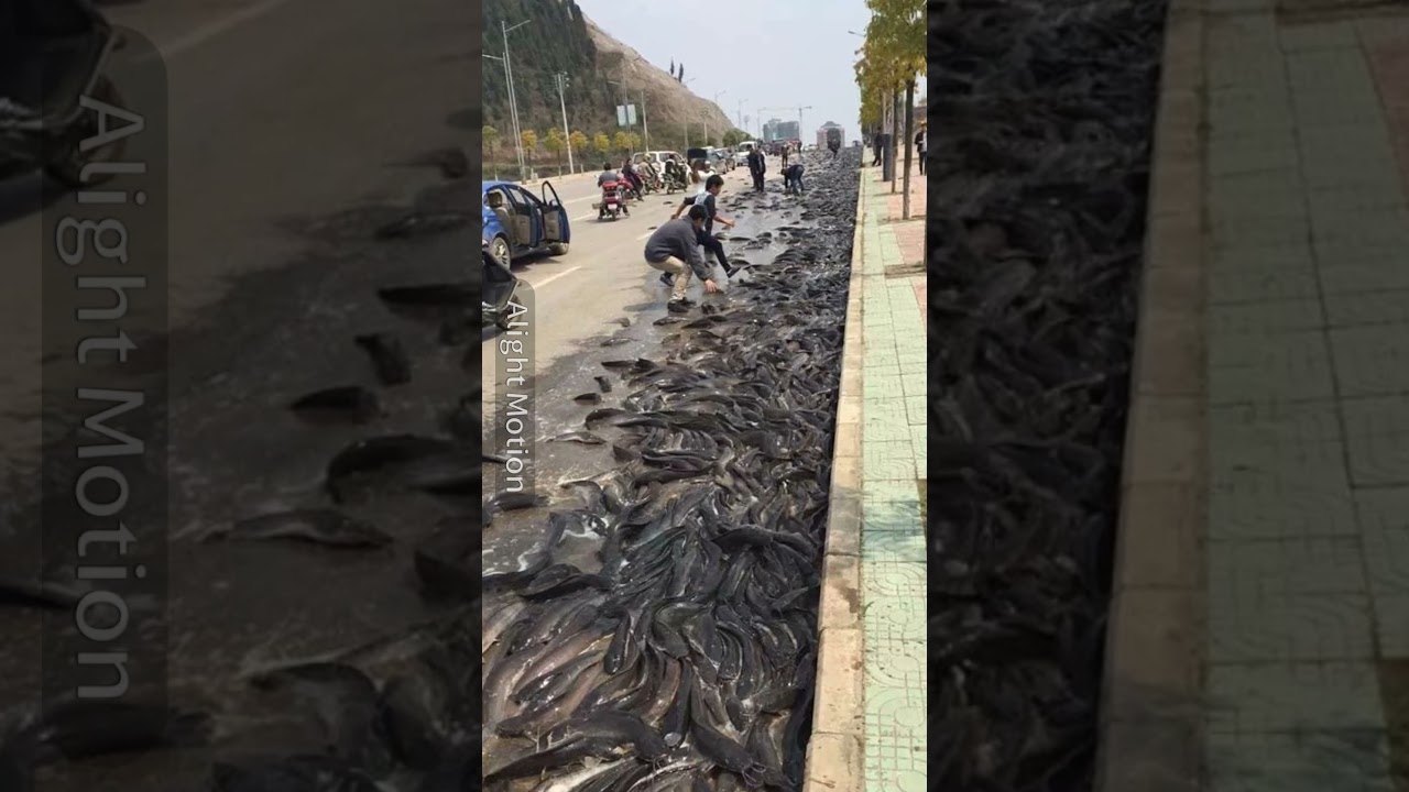 Fish Falling From the Sky?! 😱 The Truth About &lsquo;Fish Rain&rsquo; in Honduras&rdquo;