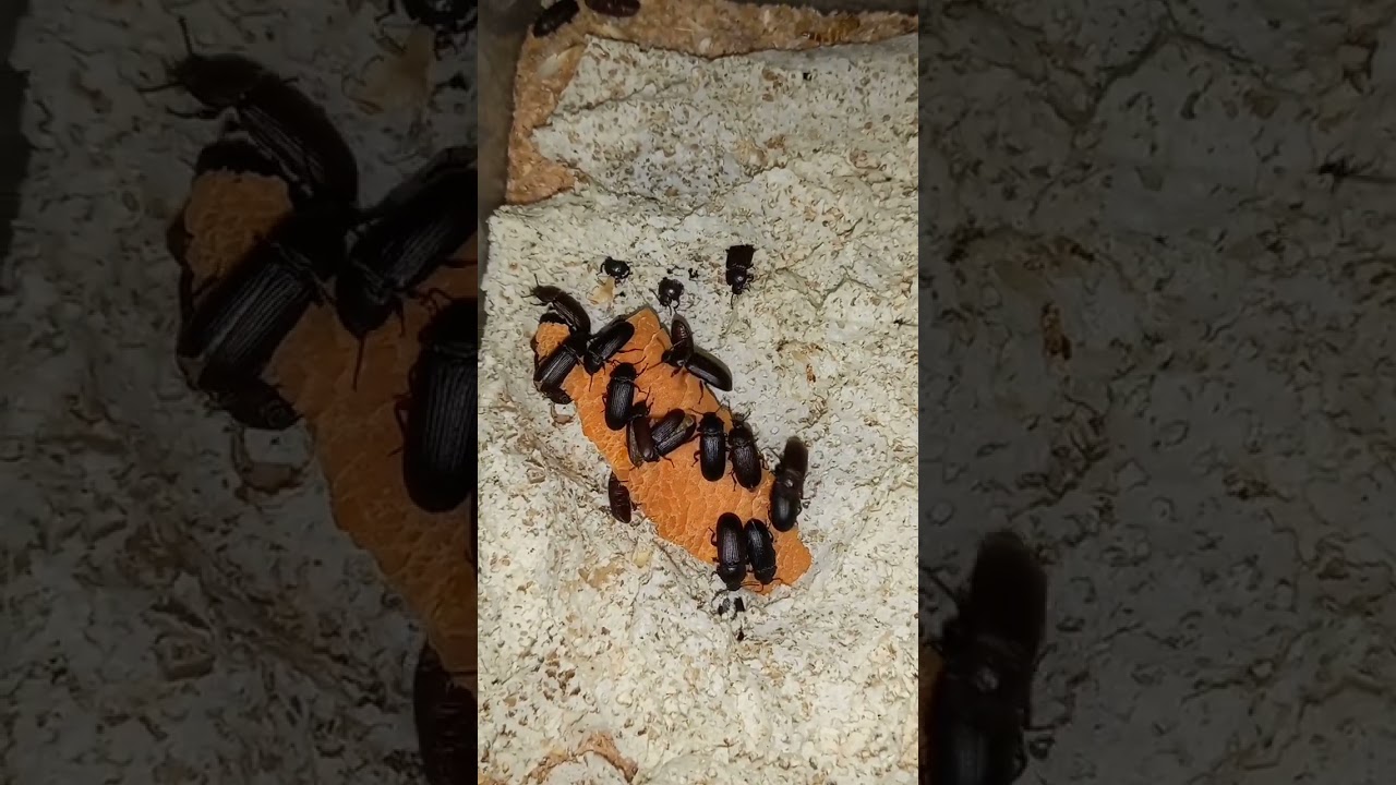 tenebrio molitor 😍