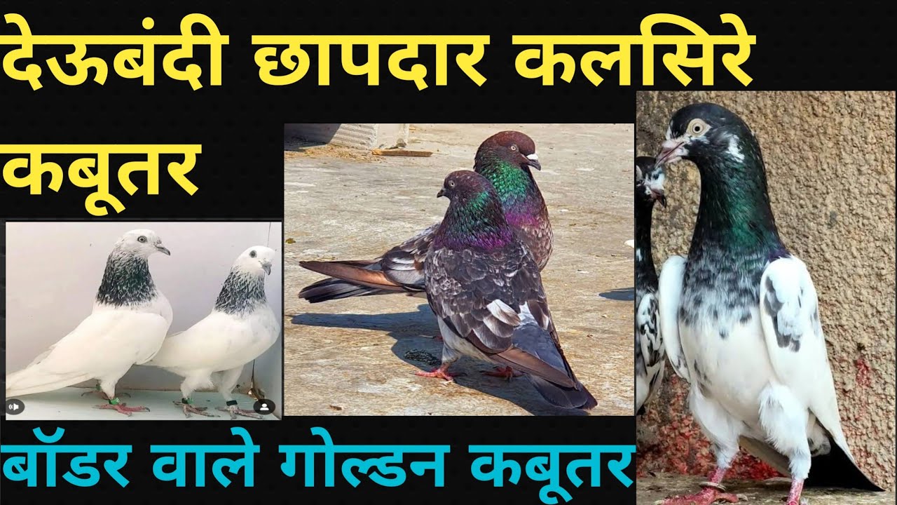 भारत के सबसे ज्यादा उड़ने वाले हायफ्लाई कबूतर |छापदार देसी कलसिरे साहरनपुरी कबूतर |21/02/26