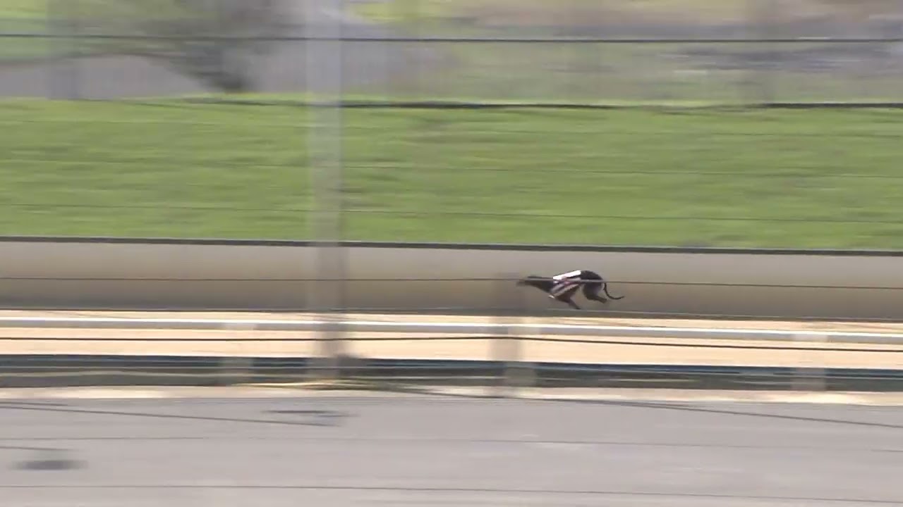 Greyhound 2026- 14.03.2026 Trial 1