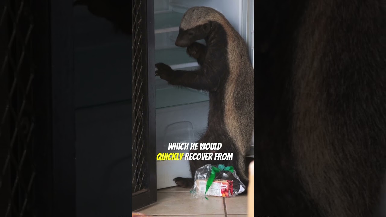 Stoffel The Honey Badger | Master of Mayhem and Mischief