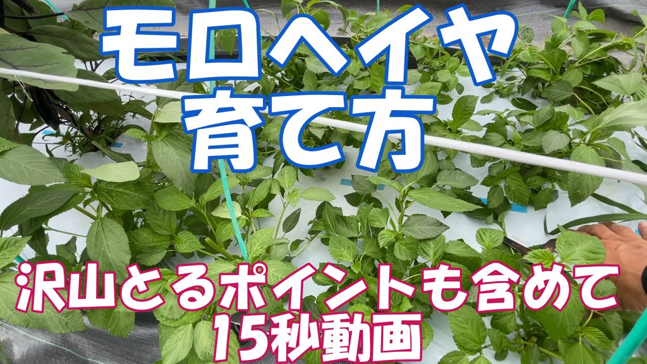 モロヘイヤの育て方、沢山とるコツを含め15秒で解説。モロヘイヤ育て方。王様の食べる野菜。
