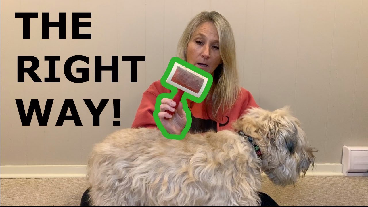 How To Properly Brush Your Dog
