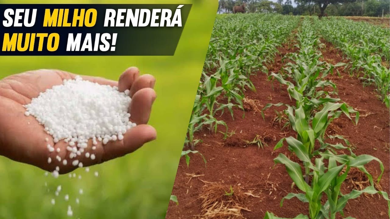 Qual a quantidade de UREIA a ser jogada por COVA?! (fácil e prático).
